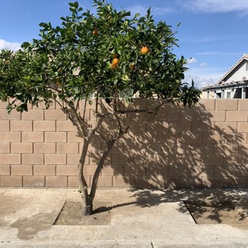 Zicatela Gardening - After trimming this citrus tree. - Gardeners Near Me Zicatela Gardening - After trimming this citrus tree. - Gardeners Near Me