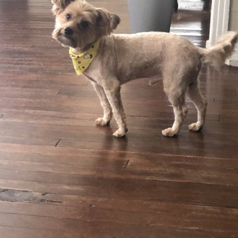 Cristina's Dog Grooming - Pet Groomers Near Me - Dallas, Texas Cristina's Dog Grooming - Pet Groomers Near Me - Dallas, Texas