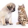 Photo of Countryside Animal Hospital of Tempe