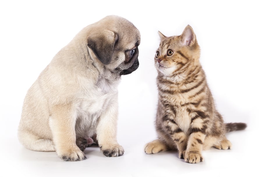 Countryside Animal Hospital of Tempe - pet boarding facility in Tempe, AZ