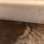 Photo of Pinole Floor Covering