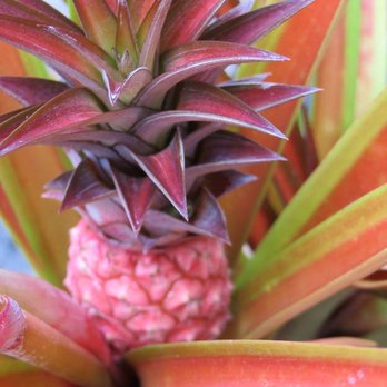 Foster Botanical Garden - A baby pink pineapple! The red pineapple (Ananas bracteatus) is an ornamental grown for its pretty striped leaves and decorative fruit. - Botanical Gardens Near Me - Honolulu, Hawaii Foster Botanical Garden - A baby pink pineapple! The red pineapple (Ananas bracteatus) is an ornamental grown for its pretty striped leaves and decorative fruit. - Botanical Gardens Near Me - Honolulu, Hawaii