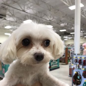 PetSmart - after her groom ! - Pet Stores Near Me - Alhambra, California PetSmart - after her groom ! - Pet Stores Near Me - Alhambra, California