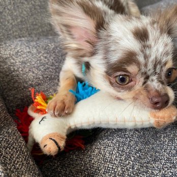 Gone To the Dogs - Nom nom - Pet Stores Near Me - Brooklyn, New York Gone To the Dogs - Nom nom - Pet Stores Near Me - Brooklyn, New York