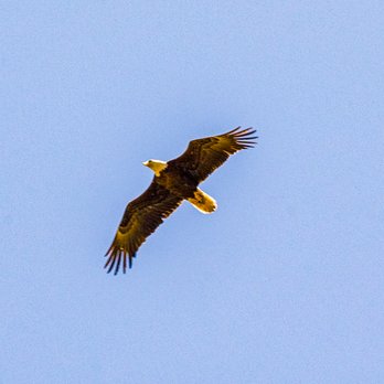 Lazy Oaks Resort - Bald Eagle - Resorts Near Me - Lakeside, Arizona Lazy Oaks Resort - Bald Eagle - Resorts Near Me - Lakeside, Arizona