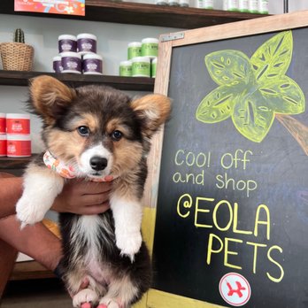 Eola Pets - Dog Walkers Near Me - Orlando, Florida