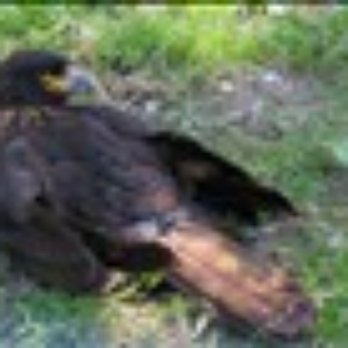 Amazona Zoo - caracara - Zoos Near Me - Cromer, NFK