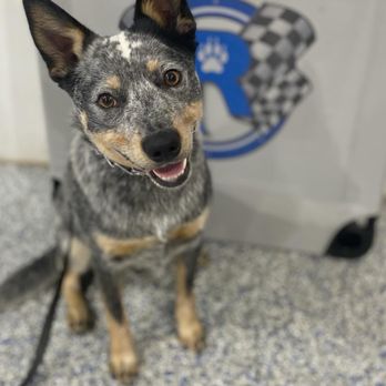 Ridgeside K9 Indy - Pet Training Near Me - Plainfield, Indiana Ridgeside K9 Indy - Pet Training Near Me - Plainfield, Indiana