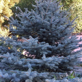 Carmelite Monastery - Beautiful Christmas tree - Churches Near Me - Santa Clara, California Carmelite Monastery - Beautiful Christmas tree - Churches Near Me - Santa Clara, California