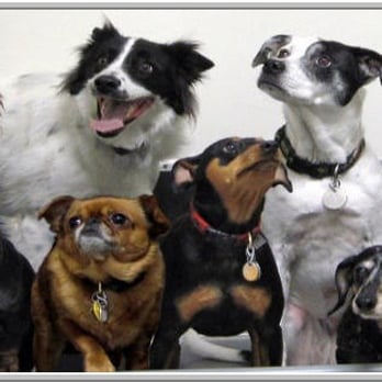 Ace Grooming By Sara - Pet Groomers Near Me - Centennial, Colorado