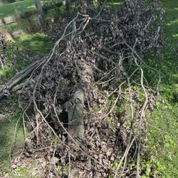 Master Cuts Tree service - Limbs left from Master Cut job