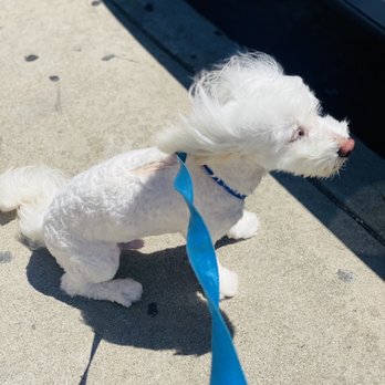 Bubbles Dog Grooming - Fluffy out of the groomers - Pet Groomers Near Me - Los Angeles, California Bubbles Dog Grooming - Fluffy out of the groomers - Pet Groomers Near Me - Los Angeles, California