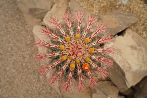 Chihuahuan Desert Research Institute by null