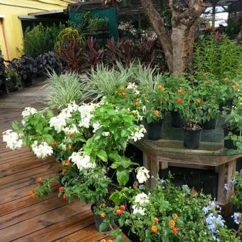 Boca Delray Plants - Flowers and Colors, in  Florida! - Landscaping Near Me - Delray Beach, Florida
