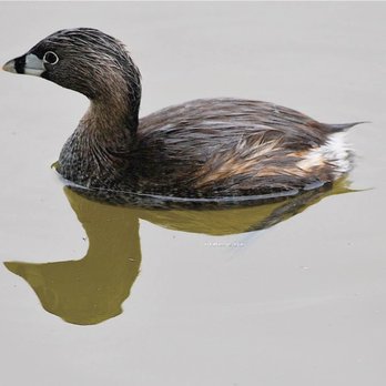 El Estero Park - Pied-billed grebe and reflection - (Podilymbus podiceps) Photo © Kathleen L. Ryan - Parks Near Me - Monterey, California El Estero Park - Pied-billed grebe and reflection - (Podilymbus podiceps) Photo © Kathleen L. Ryan - Parks Near Me - Monterey, California