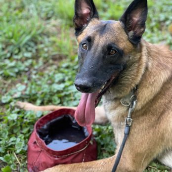 Mad Co. Brew House - My Service Dog - Brewpubs Near Me - Marshall, North Carolina