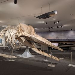 New Bedford Whaling Museum - Bones of Sperm Whale.