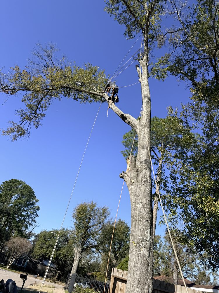 Unlimitedscape - tree service in Houston, TX
