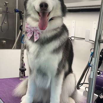 Dapper Dogs - Pet Groomers Near Me