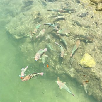 Island Fish - Fish - Seafood Near Me - Marathon, Florida