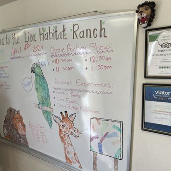 Lion Habitat Ranch - Totally worth it to feed Ozzie!! - Zoos Near Me - Henderson, Nevada Lion Habitat Ranch - Totally worth it to feed Ozzie!! - Zoos Near Me - Henderson, Nevada