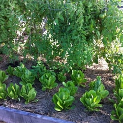 Coral Reef Montessori Academy Charter School - They participate in a gardening grant and the children tend to their class vegetable and butterfly gardens.
