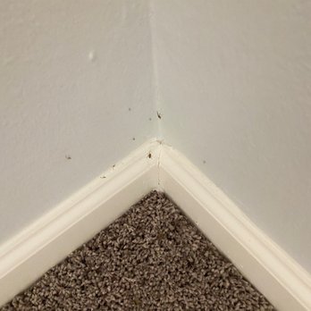 Progress Residential - Spider webs, dead and still alive spiders in bedroom - Real Estate Services Near Me - Peoria, Arizona