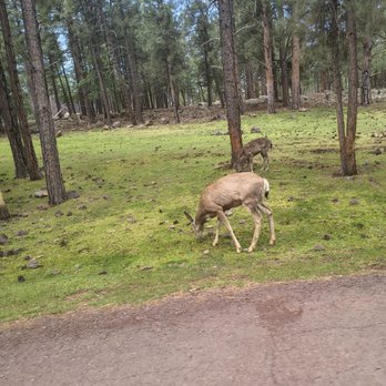 Bearizona - Zoos Near Me - Williams, Arizona