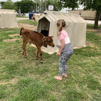 Circle N Dairy - Calf area - Farmers Market Near Me - Gainesville, Texas