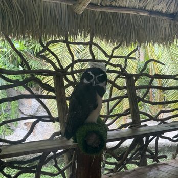 Zoological Wildlife Foundation - Owl - Zoos Near Me - Miami, Florida Zoological Wildlife Foundation - Owl - Zoos Near Me - Miami, Florida