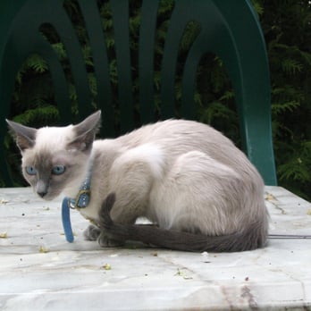Thai-Fun - Pets Near Me - Höxter, NW