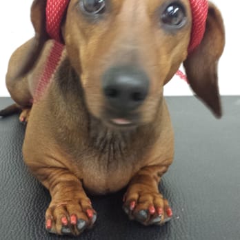 Bubbles Pet Grooming - Pet Groomers Near Me - Hialeah, Florida