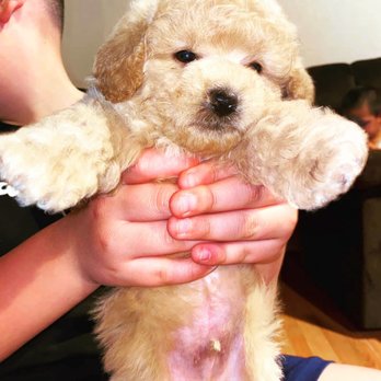 Puppyvana - Miniature Poodle boybatb8 weeks - Pet Breeders Near Me - Henderson, Nevada Puppyvana - Miniature Poodle boybatb8 weeks - Pet Breeders Near Me - Henderson, Nevada