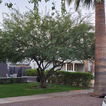 Arborzona Tree Service - Tree Services Near Me - Phoenix, Arizona Arborzona Tree Service - Tree Services Near Me - Phoenix, Arizona