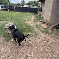 CharlieBar Boarding and Training