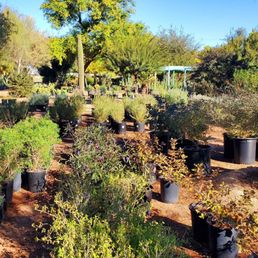 The image shows an outdoor nursery with numerous potted plants and small trees arranged in rows on bare soil. The background features larger trees and shrubs, with a clear blue sky above. The setting appears to be a plant nursery specializing in trees, shrubs, and cacti, suitable for the Arizona climate.