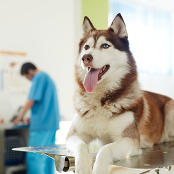 Carr Veterinary Hospital - Veterinarians Near Me - Oak Ridge, North Carolina Carr Veterinary Hospital - Veterinarians Near Me - Oak Ridge, North Carolina