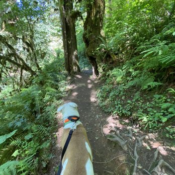 Sweet creek trail - Hiking Near Me - Mapleton, Oregon