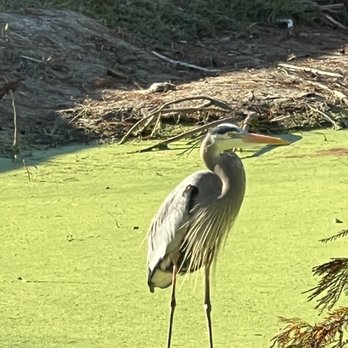 Lake Davis Park - Great Blue Heron - Lakes Near Me - Orlando, Florida