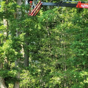 Complete Tree Care - Tree Services Near Me - Millsboro, Delaware
