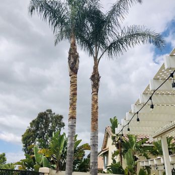 Orange County Tree Patrol - Tree Services Near Me Orange County Tree Patrol - Tree Services Near Me