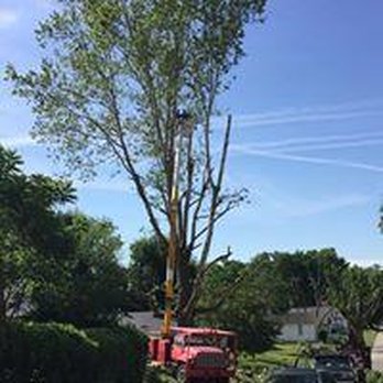 Rose Tree & Stump Grinding Service - Roofing Near Me - Saint Joseph, Missouri Rose Tree & Stump Grinding Service - Roofing Near Me - Saint Joseph, Missouri