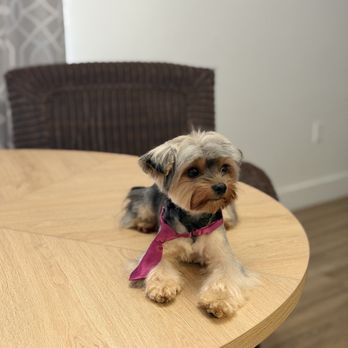 Nina’s Stylish Pets - Así de hermoso dejaron mi perrito - Pet Groomers Near Me - Punta Gorda, Florida Nina’s Stylish Pets - Así de hermoso dejaron mi perrito - Pet Groomers Near Me - Punta Gorda, Florida