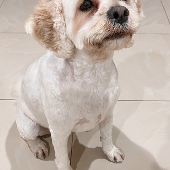 Pawsitive Pet Grooming - So cute with her bows! - Pet Groomers Near Me - Covina, California Pawsitive Pet Grooming - So cute with her bows! - Pet Groomers Near Me - Covina, California