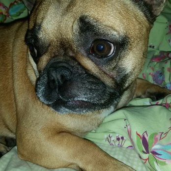 Dogtown - My Frenchie after her bath at Dogtown - Pet Groomers Near Me - Coconut Grove, Florida