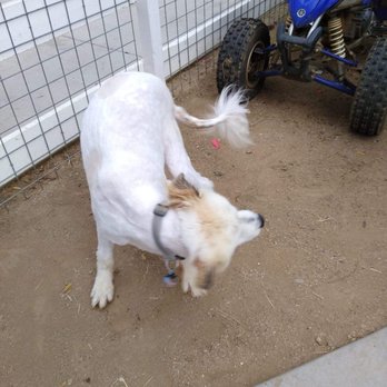 The Original Doggie Glam Mobile Pet Grooming - This is a great Pyrenees who had a beautiful coat before doggie glam ruined him! - Pet Groomers Near Me The Original Doggie Glam Mobile Pet Grooming - This is a great Pyrenees who had a beautiful coat before doggie glam ruined him! - Pet Groomers Near Me