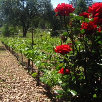 Robert Foley Vineyards - Howell Mountain vineyard - Wineries Near Me - Angwin, California Robert Foley Vineyards - Howell Mountain vineyard - Wineries Near Me - Angwin, California