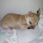 Photo of Sunny Oasis Rescue