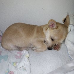 Sunny Oasis Rescue - My baby love at first sight