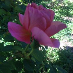 Chimacum Cannabis - Sweeter than a rose!